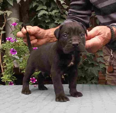 CANE CORSO top stenad